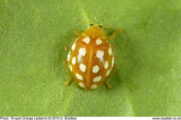 16-spot Orange Ladybird