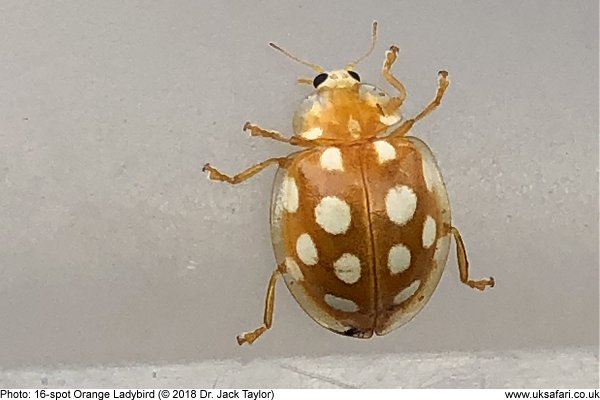 16-spot Orange Ladybird