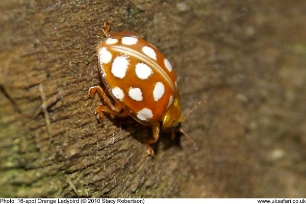 16-spot Orange Ladybird