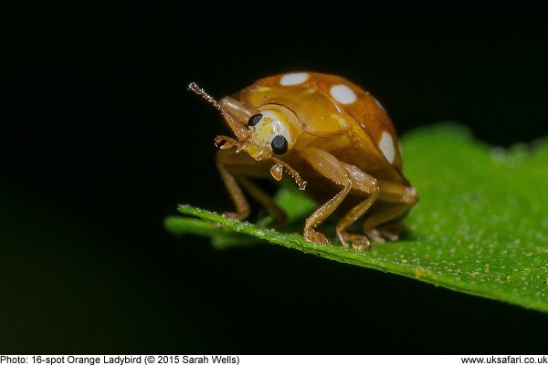 16-spot Orange Ladybird