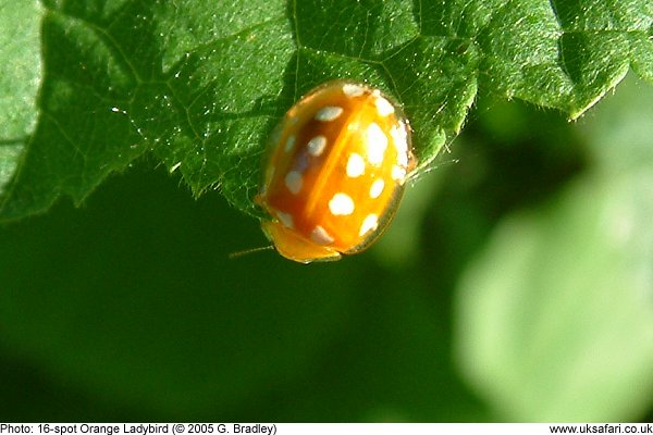 16-spot Orange Ladybird