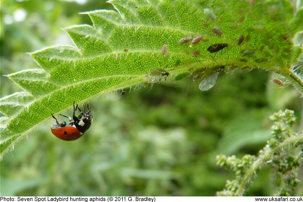 Seven Spot Ladybird hunting