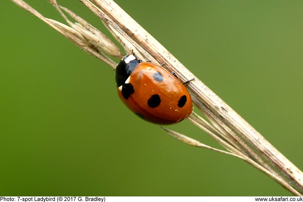 Seven Spot Ladybird