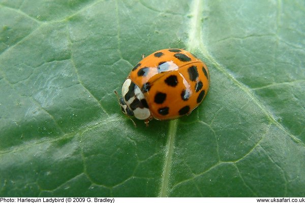 Harlequin Ladybird