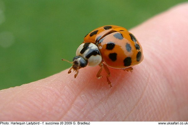 Harlequin Ladybird