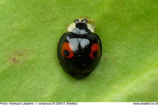 Harlequin Ladybird