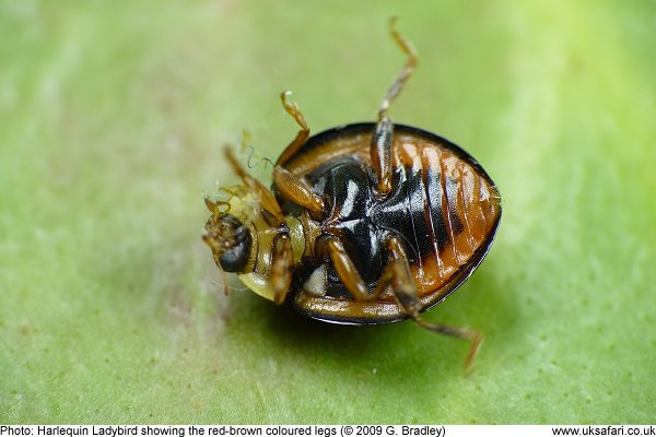 Harlequin Ladybird