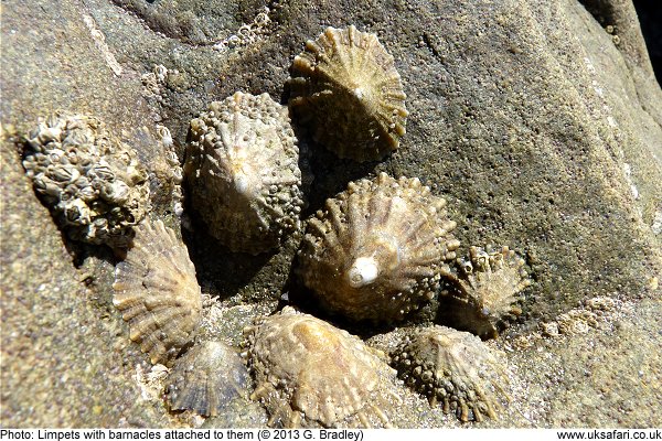 Limpets clinging to rocks at low tide