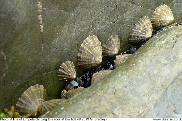 Line of limpets on rocks