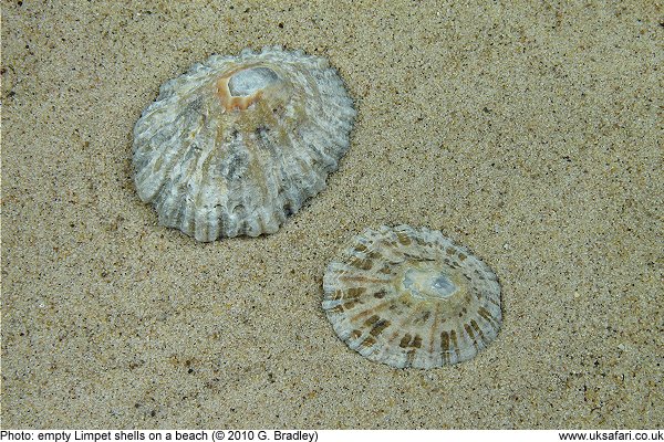 empty limpet shells on a beach