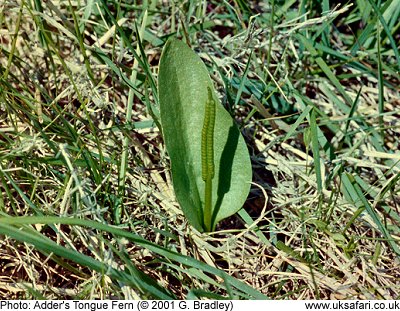 Adder's Tongue Fern