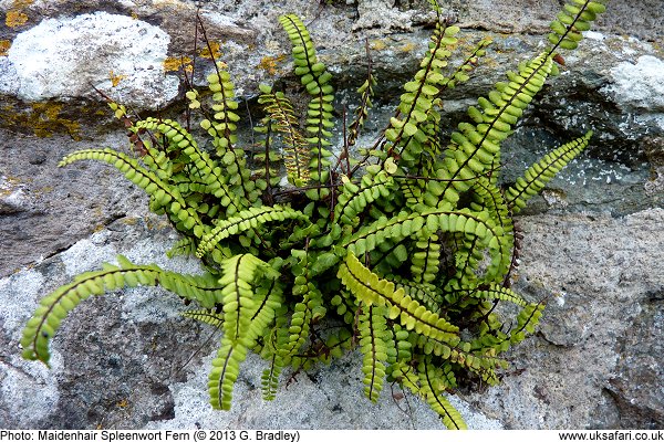 Maidenhair Spleenwort Fern