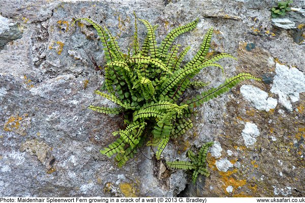 Maidenhair Spleenwort Ferns