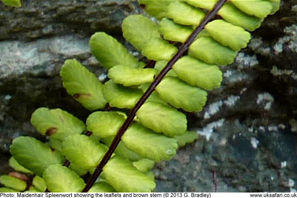 Maidenhair Spleenwort Ferns leaflets and stem