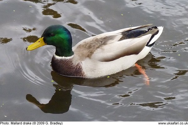 male mallard duck