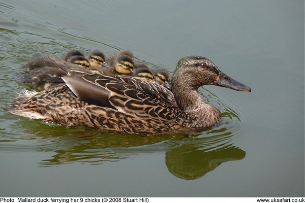 female carring ducklings