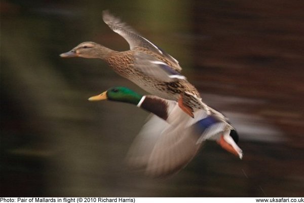 male and female mallards in flight