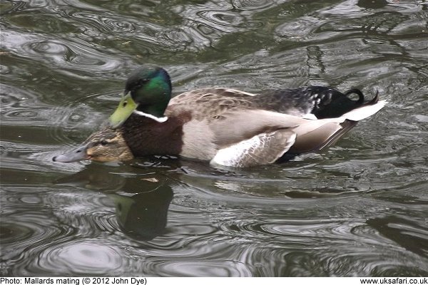 mallards mating