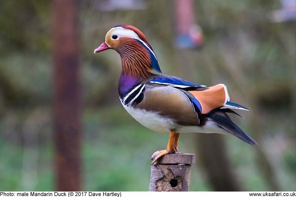 Mandarin Duck