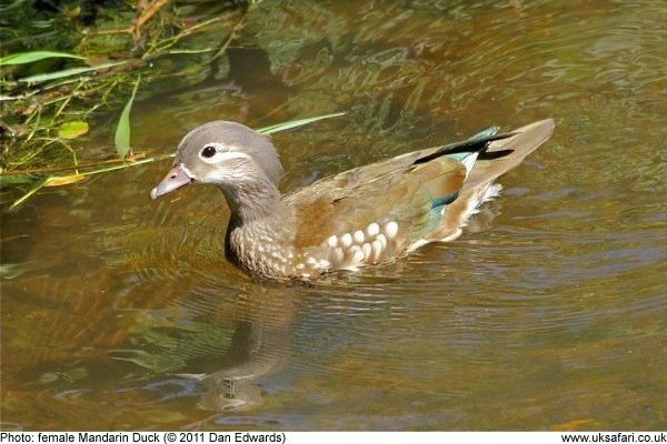 female mandarin duck