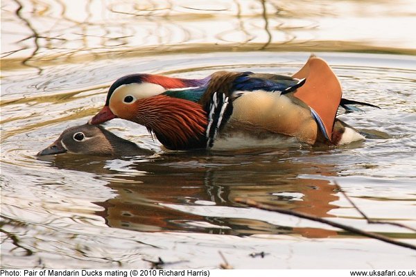 mandarins mating