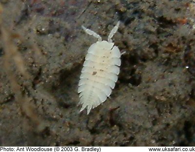 Ant Woodlouse