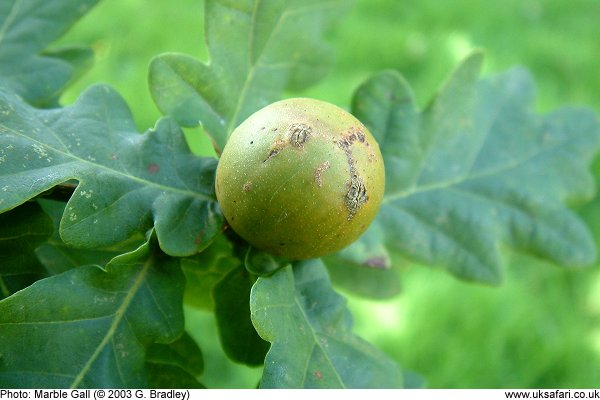 Marble Gall