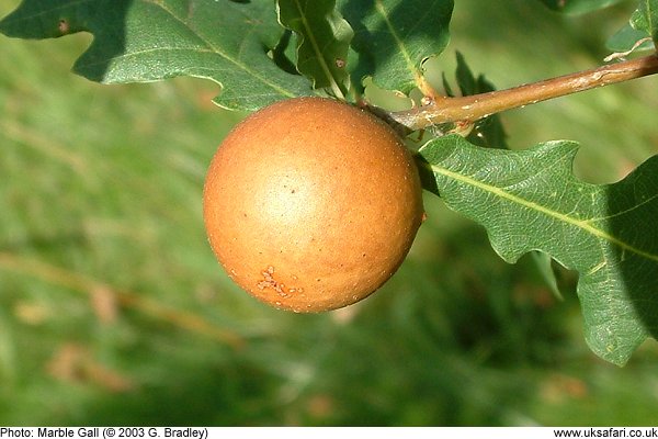 marble gall