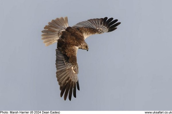 marsh harrier