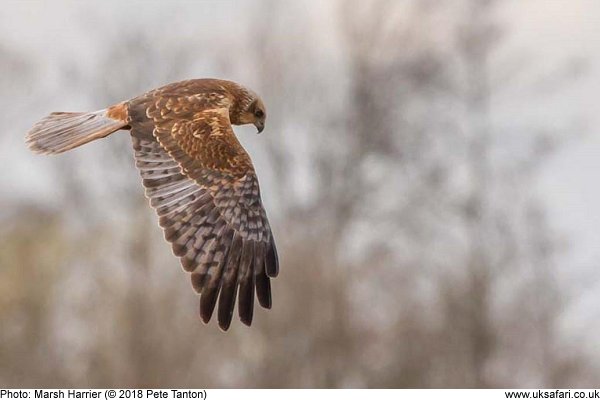 marsh harrier