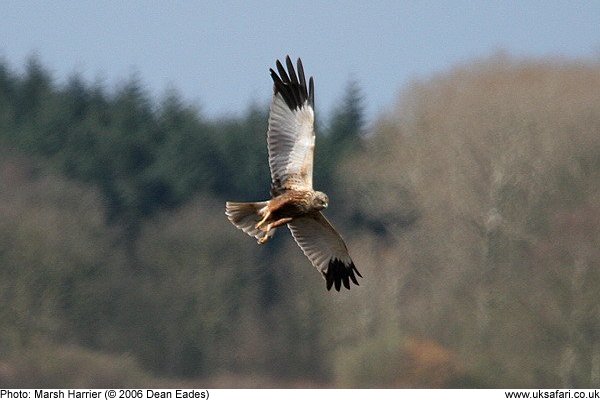 marsh harrier