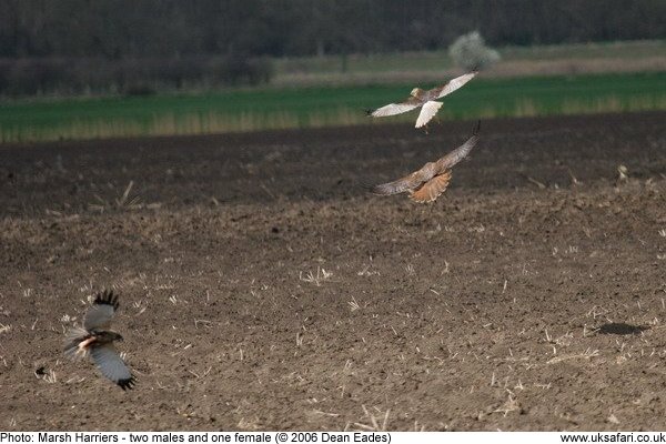 marsh harriers