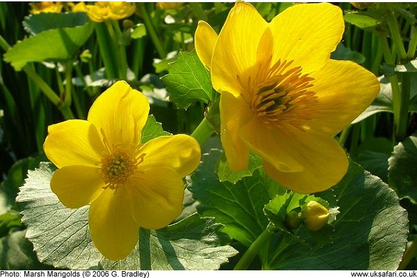 Marsh-marigolds