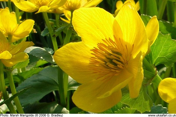 marsh-marigolds