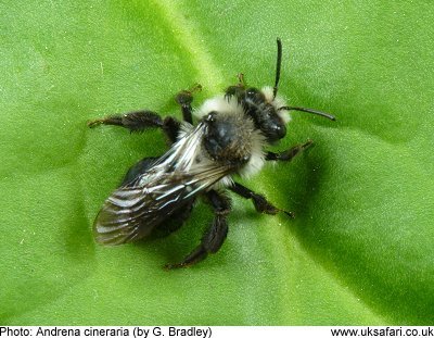 Ashy Mining Bee