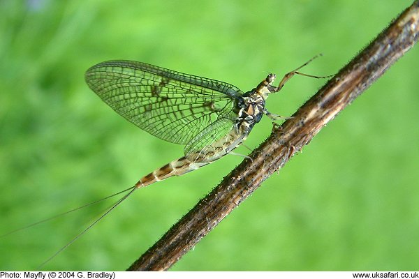 Mayfly