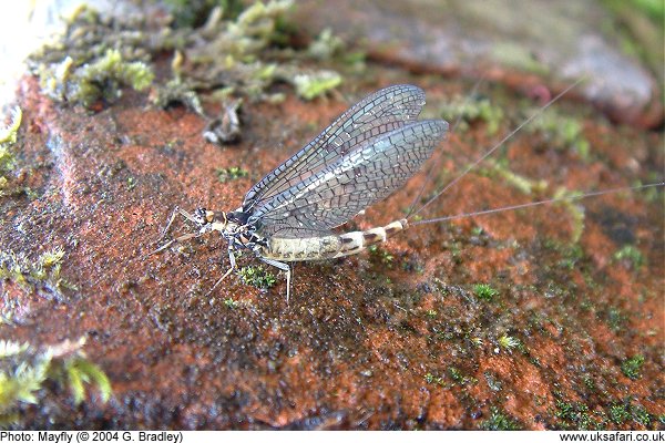 Mayfly