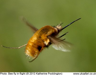 Bee fly