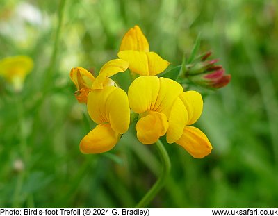 Bird's Foot Trefoil