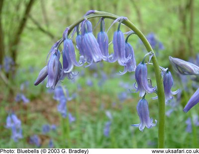 Bluebells