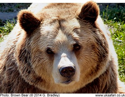 Brown Bear