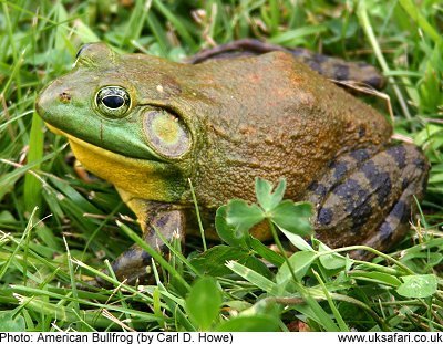 American Bullfrog