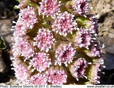 Butterbur