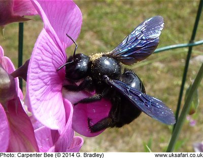 Carpenter Bee