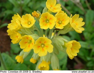 Cowslips