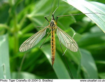 Crane Fly