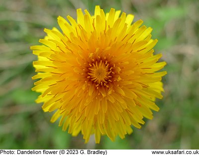 Dandelion