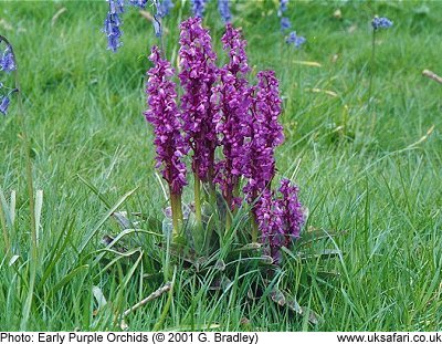 Early Purple Orchids