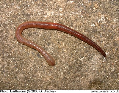 Earthworm