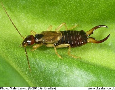 Earwig